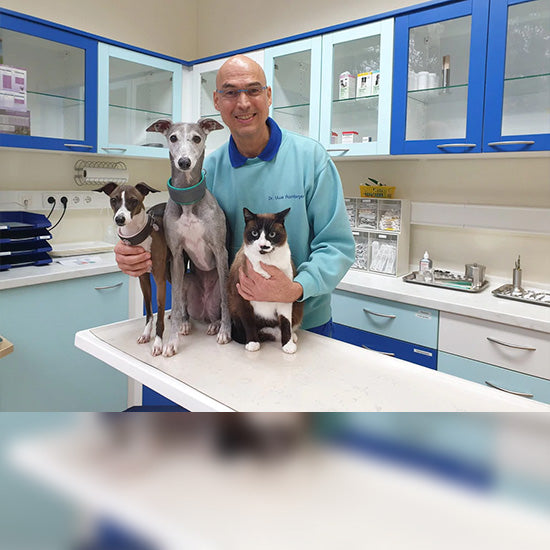 Wie gut ist veganes Futter für mein Tier?