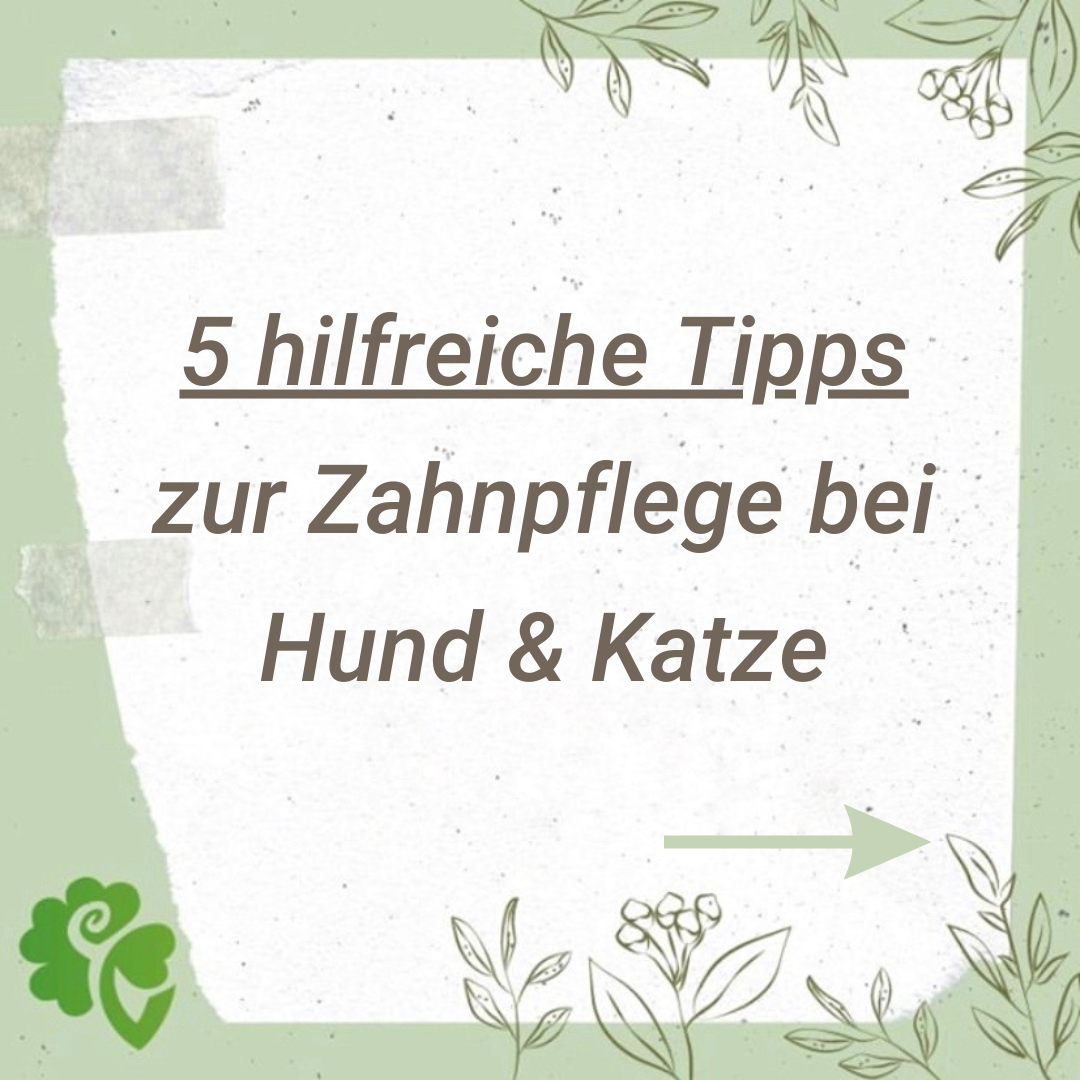 Bild: 5 hilfreiche Tipps zur Zahnpflege bei Hund und Katze