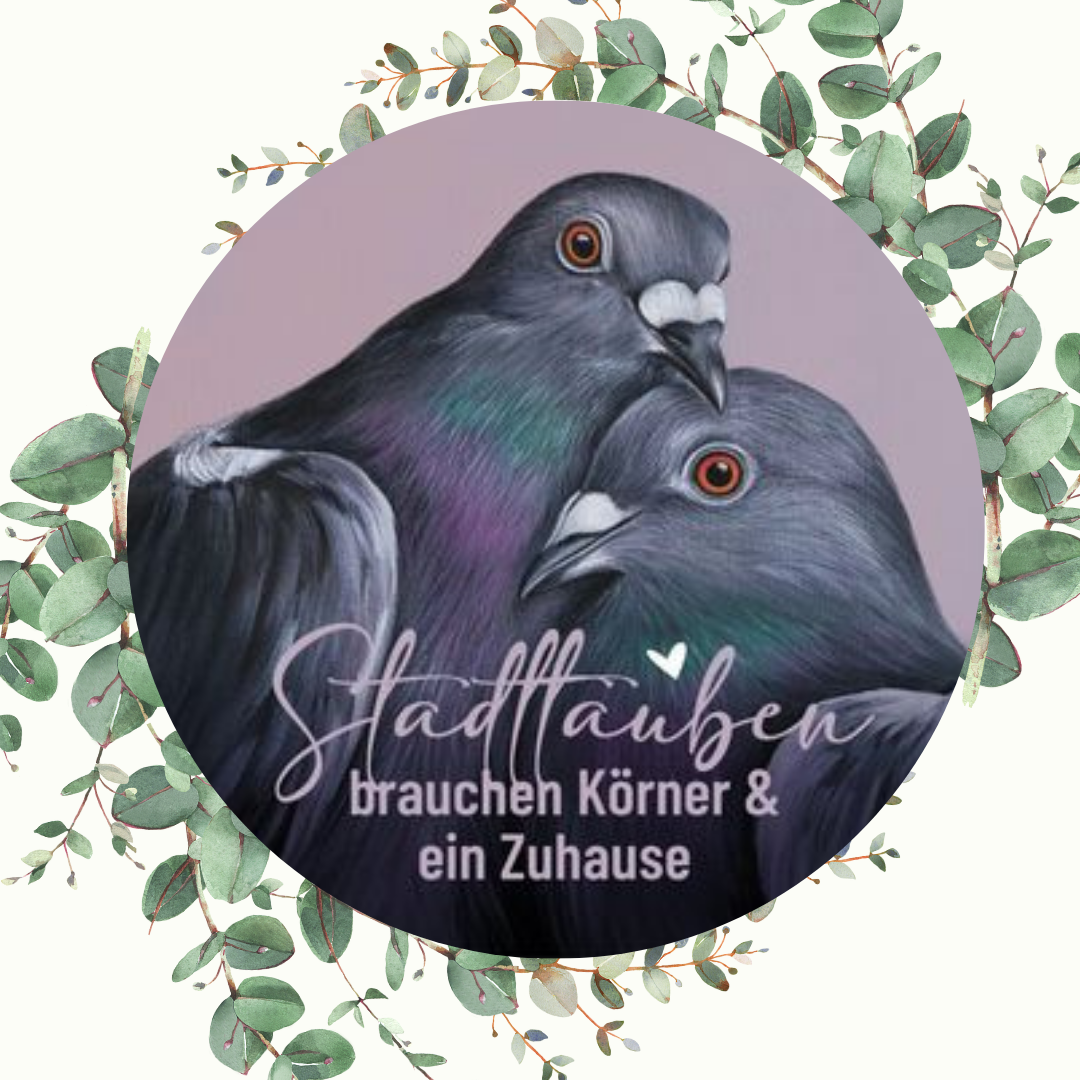 Bild_ Stadttauben brauchen Körner und ein Zuhause