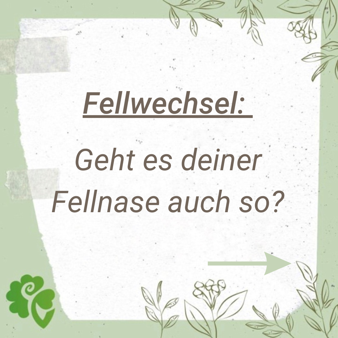 Schrift: Fellwechsel. Geht es deiner Fellnase auch so?