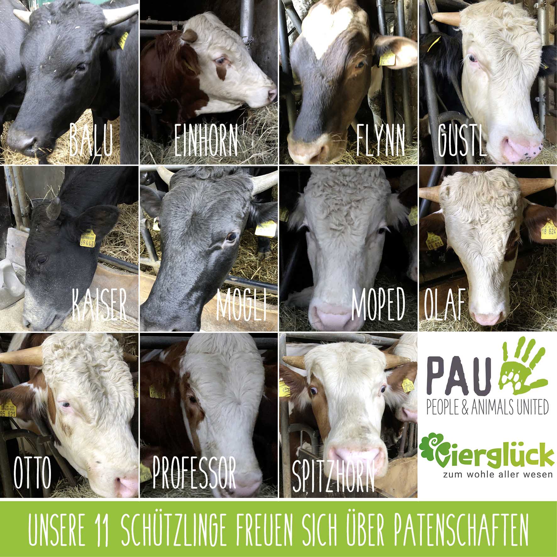 Collage von 11 Bullen, die Patenschaften suchen - eine Aktion von PAU und Vierglück