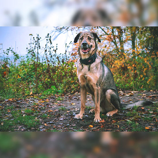 vegan ernährter Hund Mogli