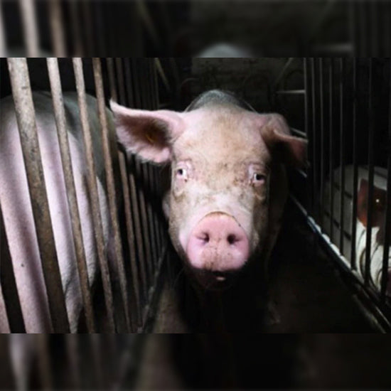 Ein Schwein in einem Kastenstand