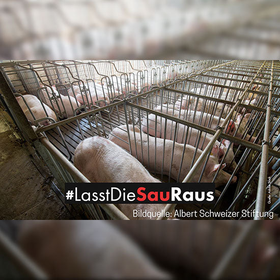 Schweine in Kastenständen auf Spaltenböden