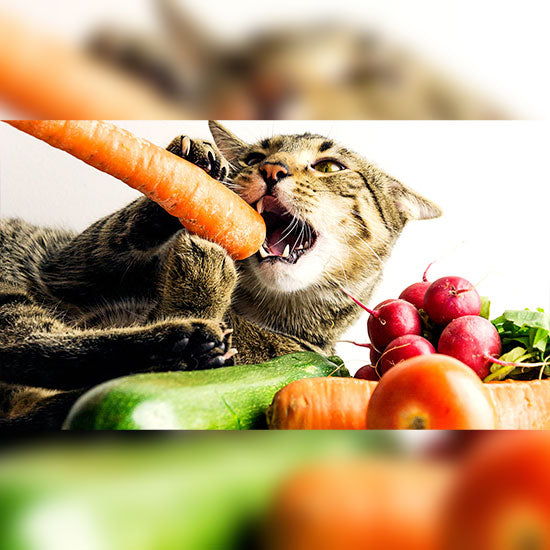 Zahnpflege bei Hund und Katze