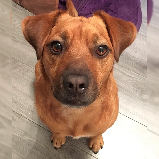 vegan ernährter Hund Lipton