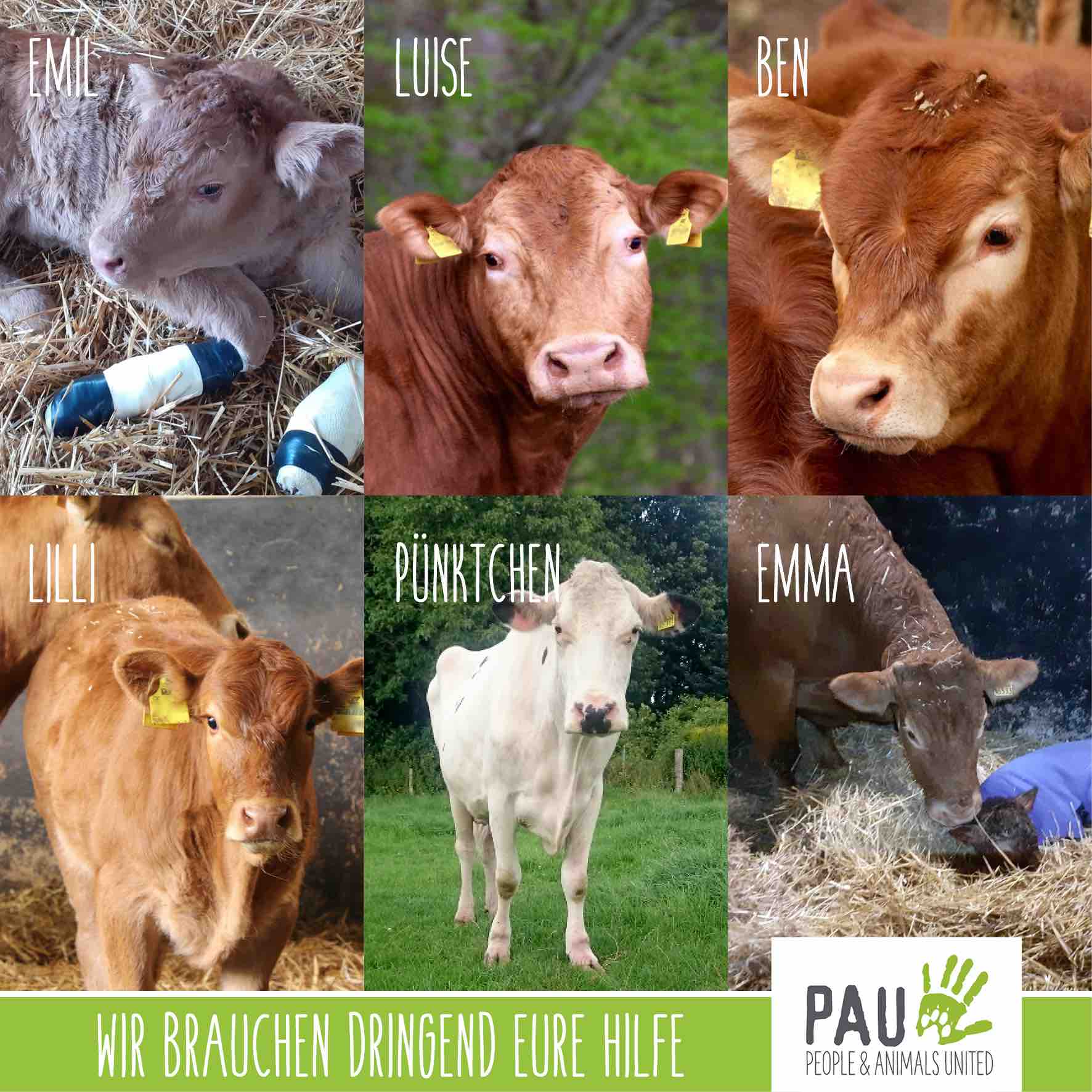 Emma, Emil, Luise, Ben, Pünktchen und Lilli brauchen dringend Deine Hilfe