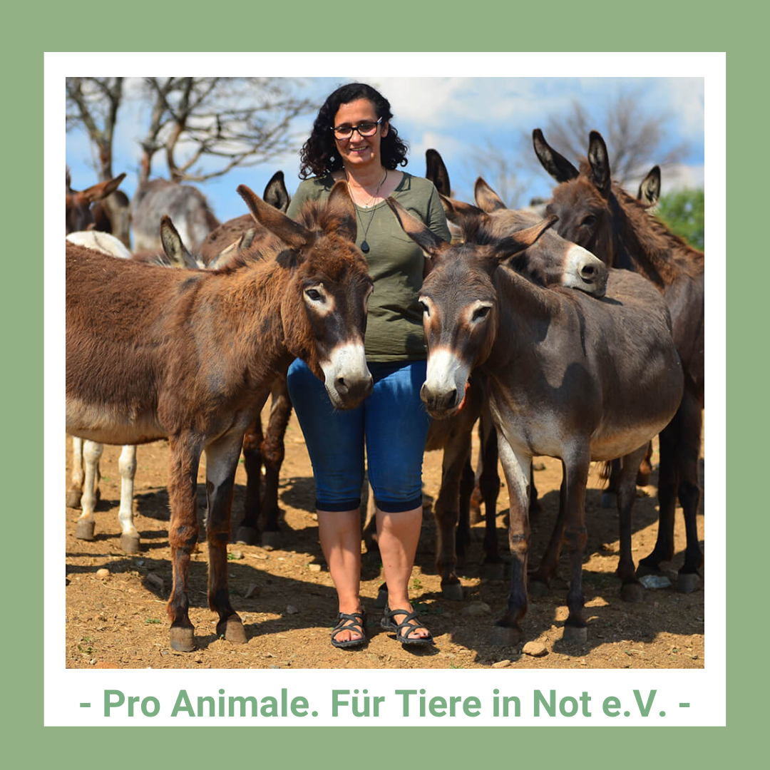 Bild: Fröhliche Frau mit Eseln