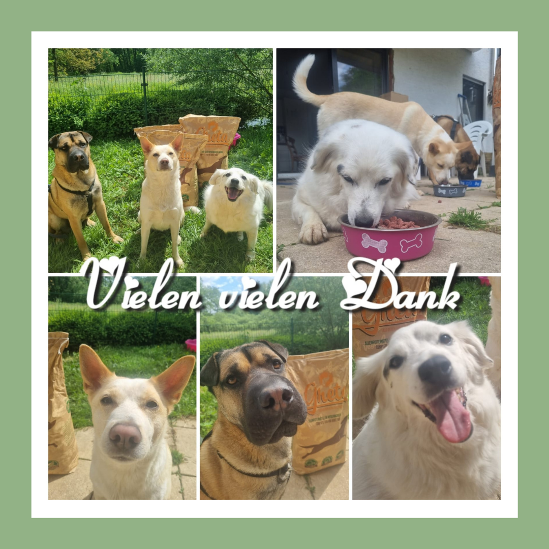 Bild: Glückliche Hunde mit veganem Futter.