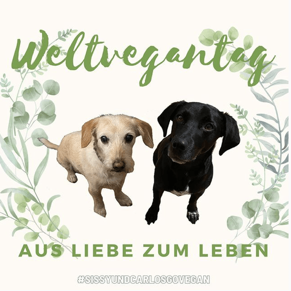 Foto Collage von 2 Hunden zum Weltvegantag