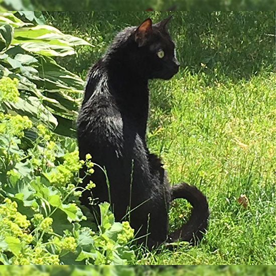 Martina mit Cleo, Shorty & Lissi
