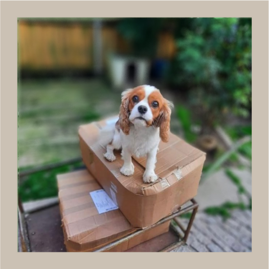 Vierglück Futtergeschenke