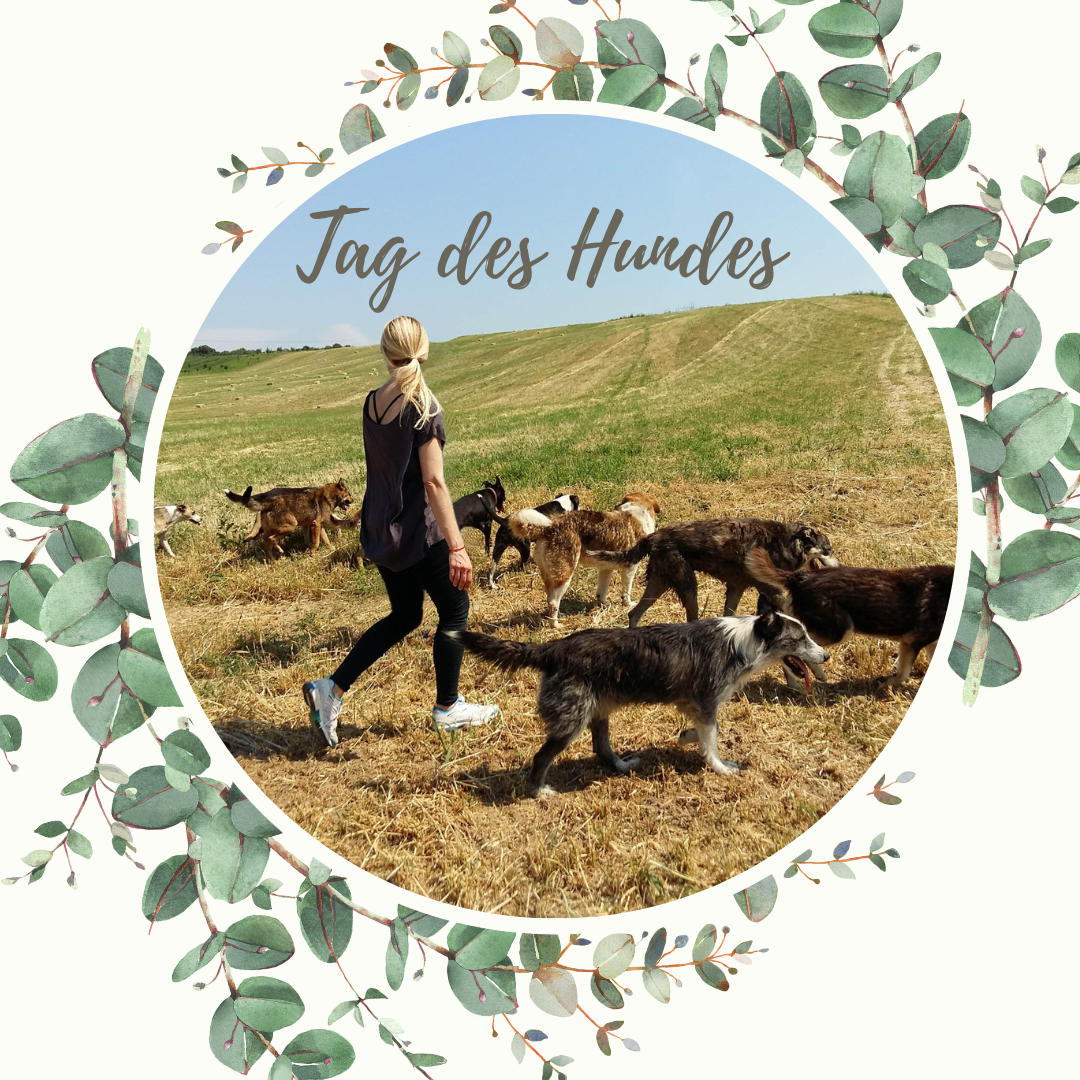 Tag des Hundes: blonde Frau mit Hunde spazieren