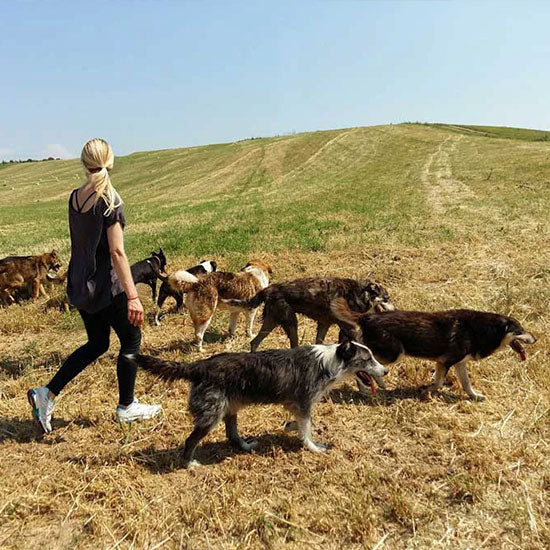 Kann ich meinen Hund vegan füttern?