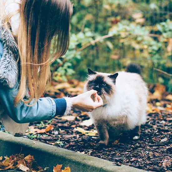 Worauf muss ich bei veganem Katzenfutter achten?