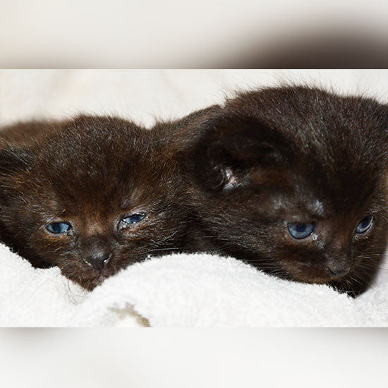 Pascale mit Grischko & Bejou