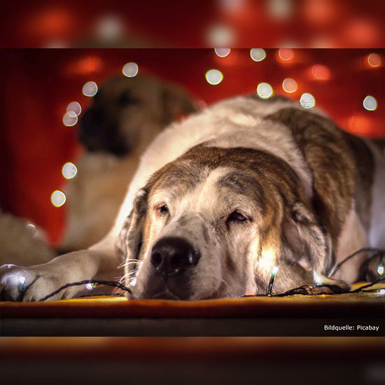 Hund schläft vor einer Lichterkette