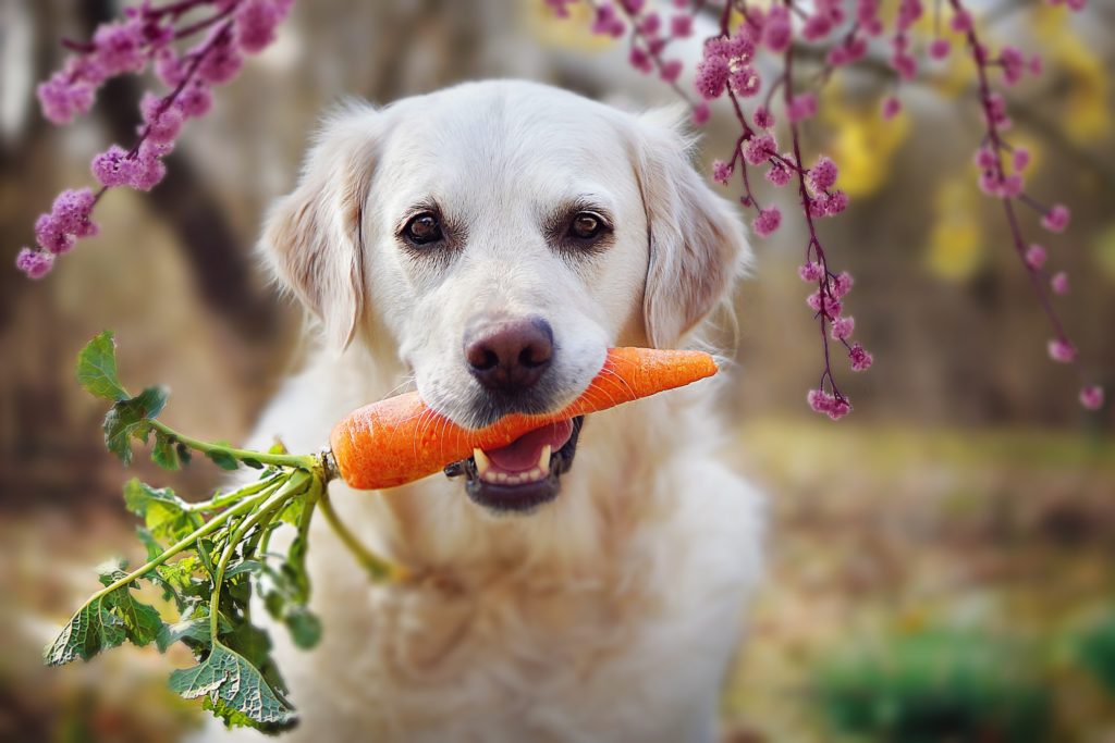 Ein Hund mit einer Karotte im Maul