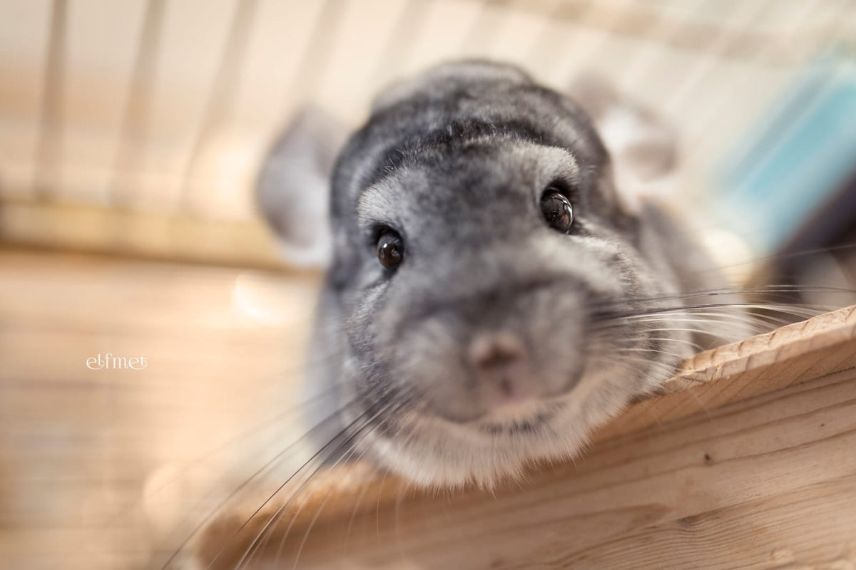 Ein Chinchilla schaut über eine Tischkante