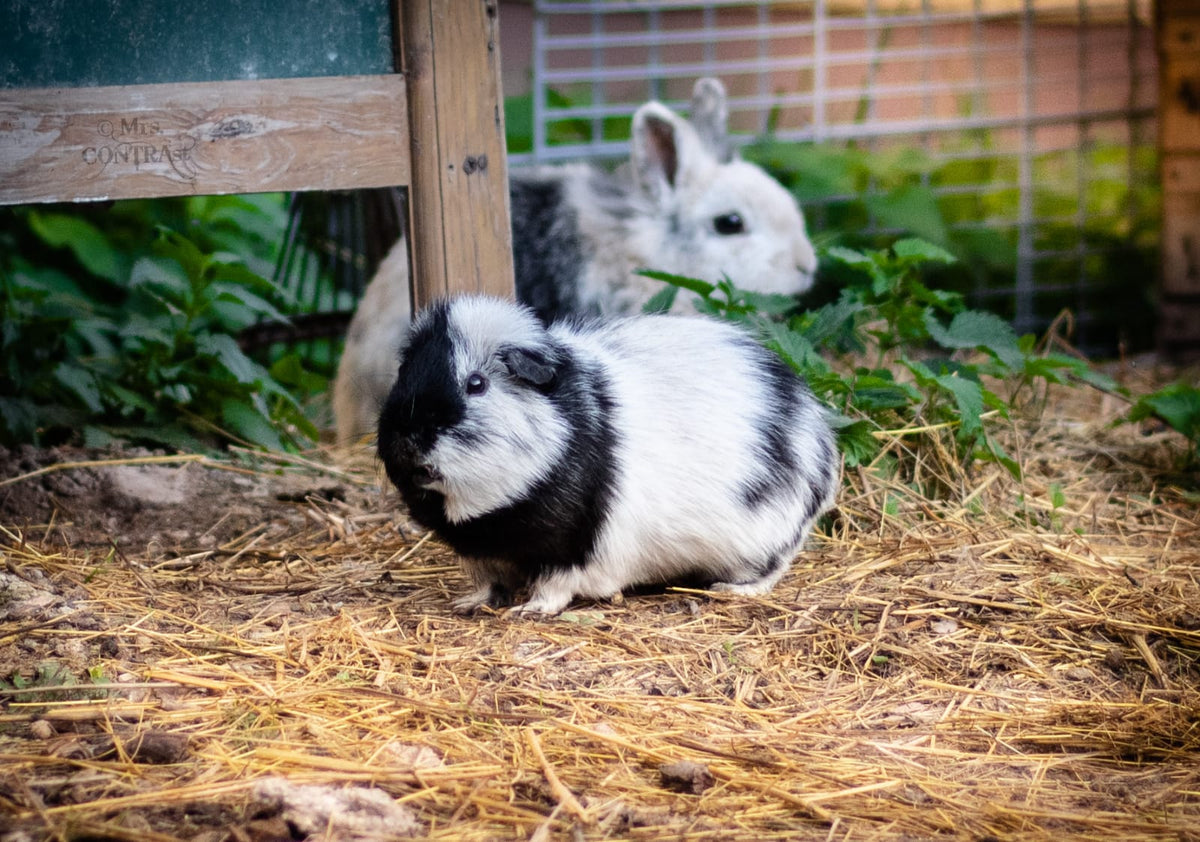Ein Meerschweinchen und ein Kaninchen in einem Auslauf mit Stroh