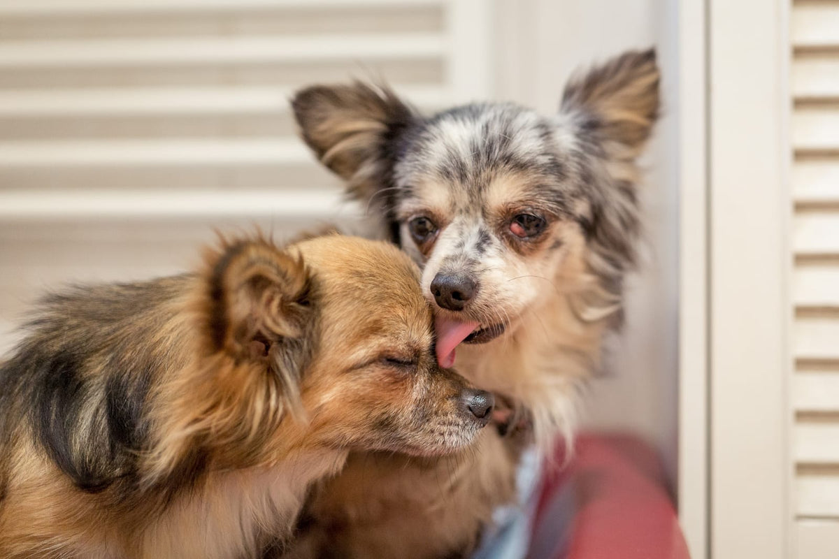 2 Hunde, die sich beschlecken