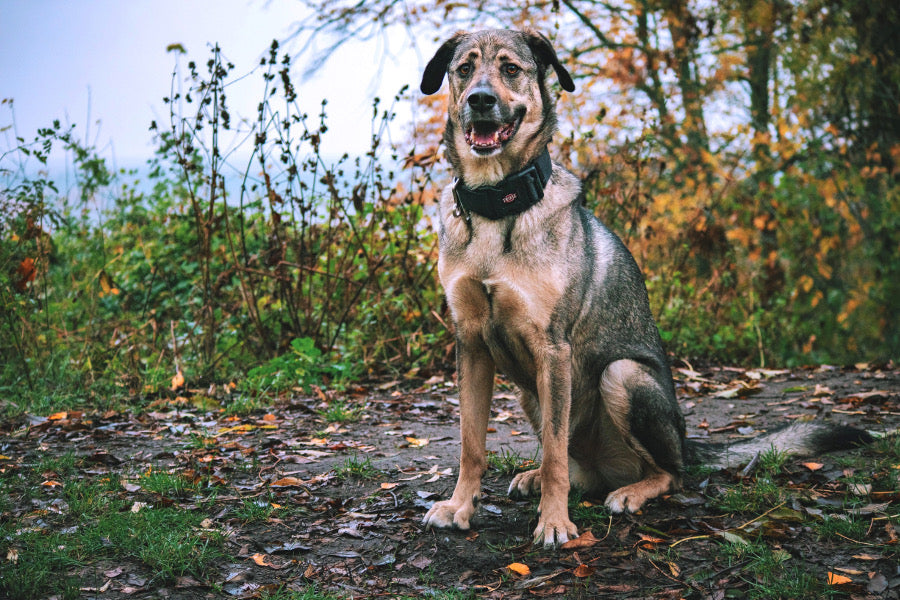 vegan ernährter Hund Mogli