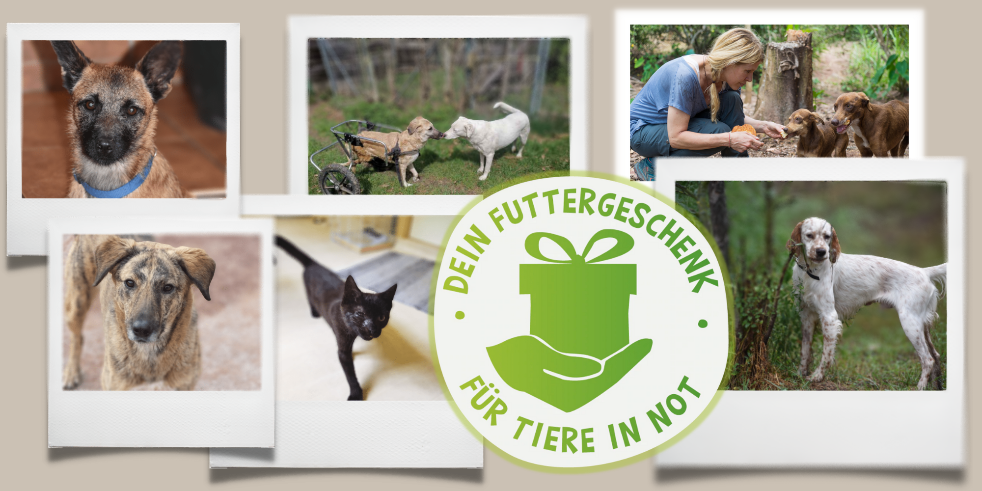 Fotocollage von Hunden und Katzen, die von den veganen Futterspenden von Vierglück beschenkt wurden