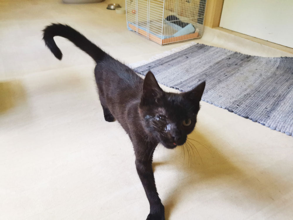 Eine Katze mit einem tränenden Auge