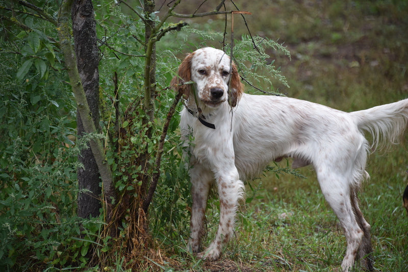 Hund neben einer Hecke