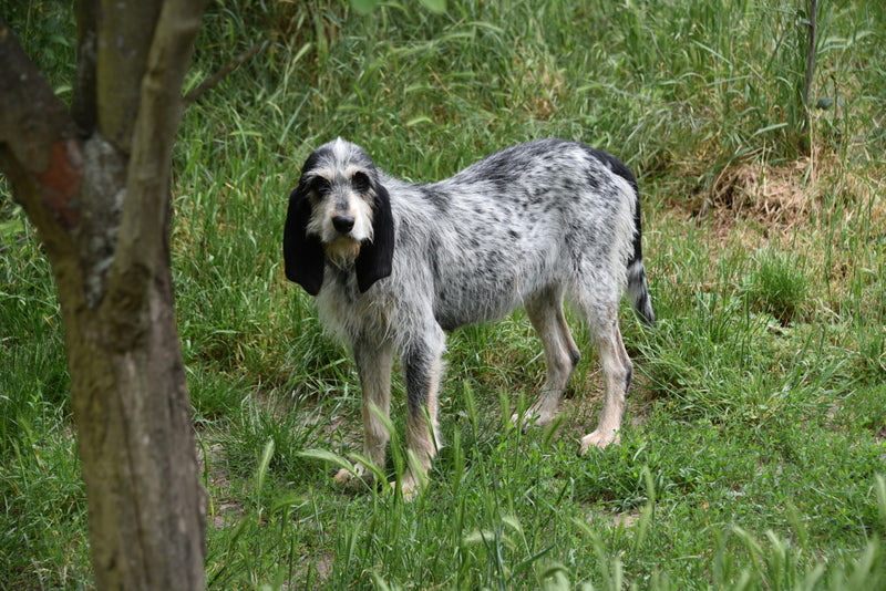 Hund auf der Wiese neben einem Baum