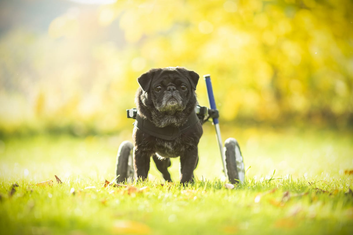 Ein kleiner Hund mit einer Gehhilfe