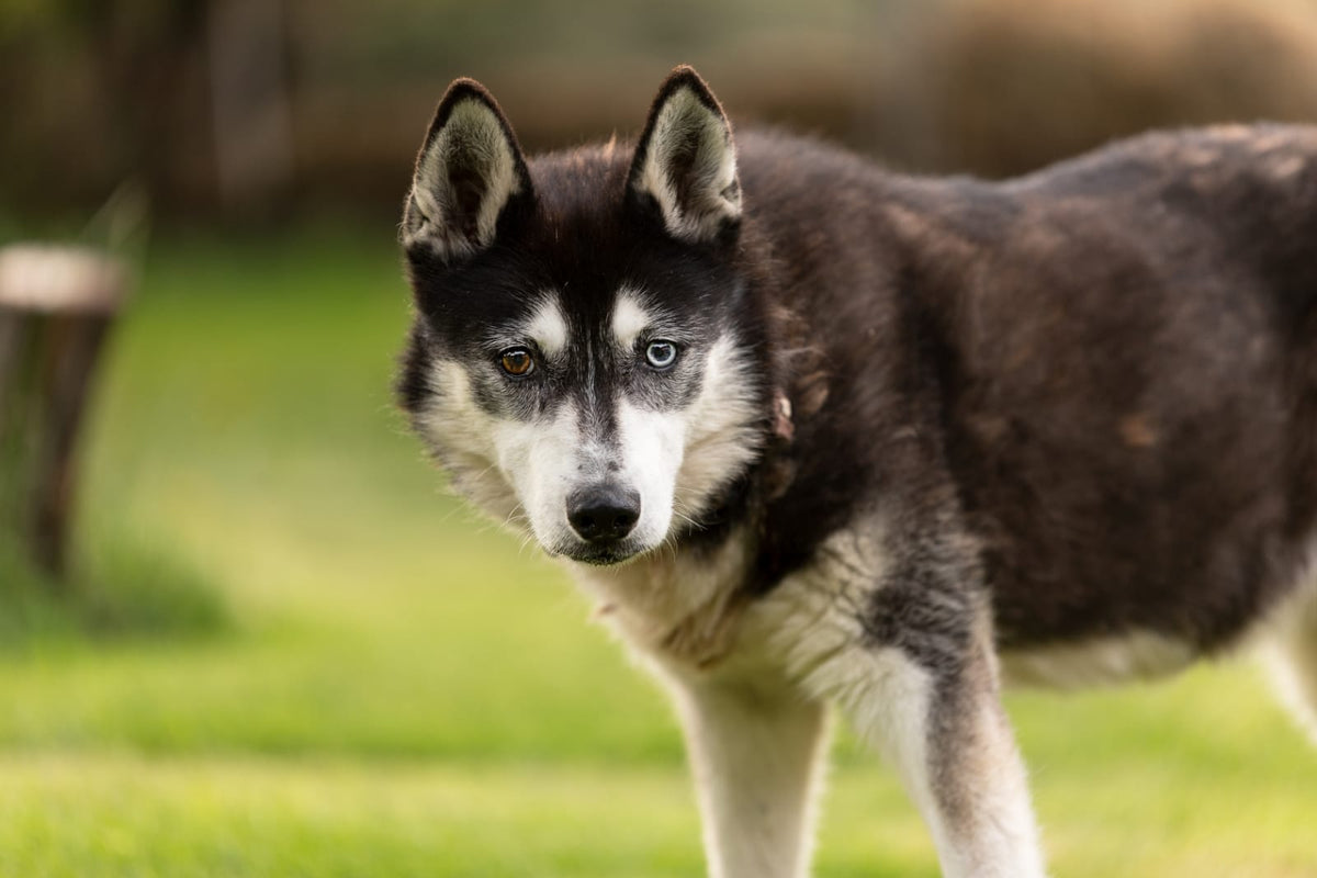 Ein Hund mit 2 unterschiedlich farbigen Augen auf einer grünen Wiese