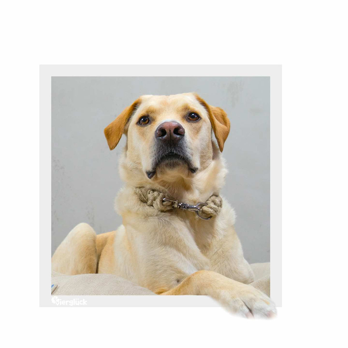 Vierglück Hundehalsband - Hanftau L & XL mit Karabiner