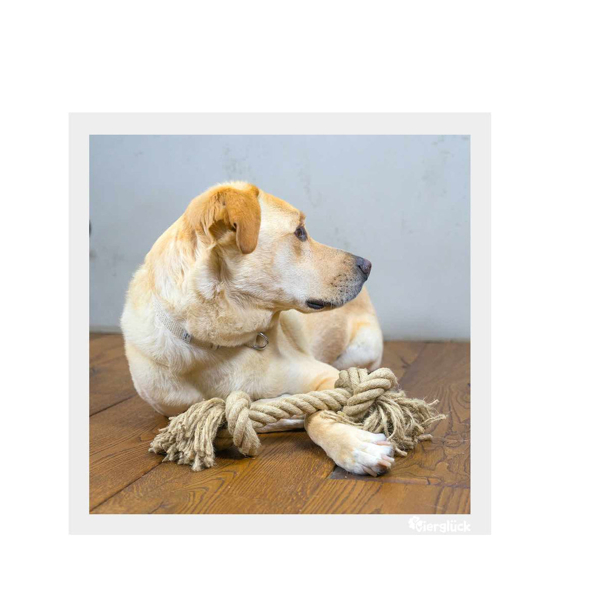 Vierglück Hunde Knotenseil