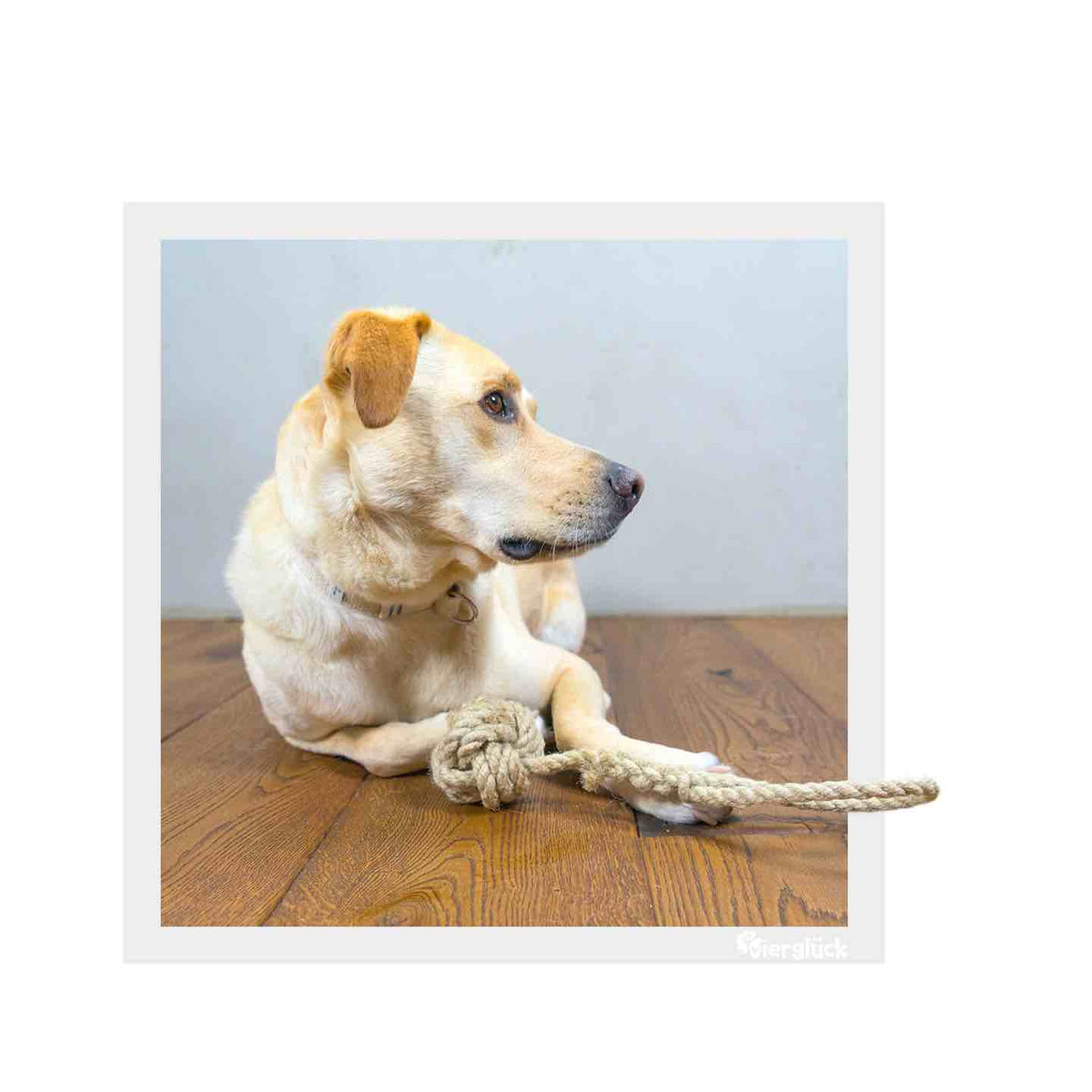 Vierglück Hunde Affenfaust, 30cm