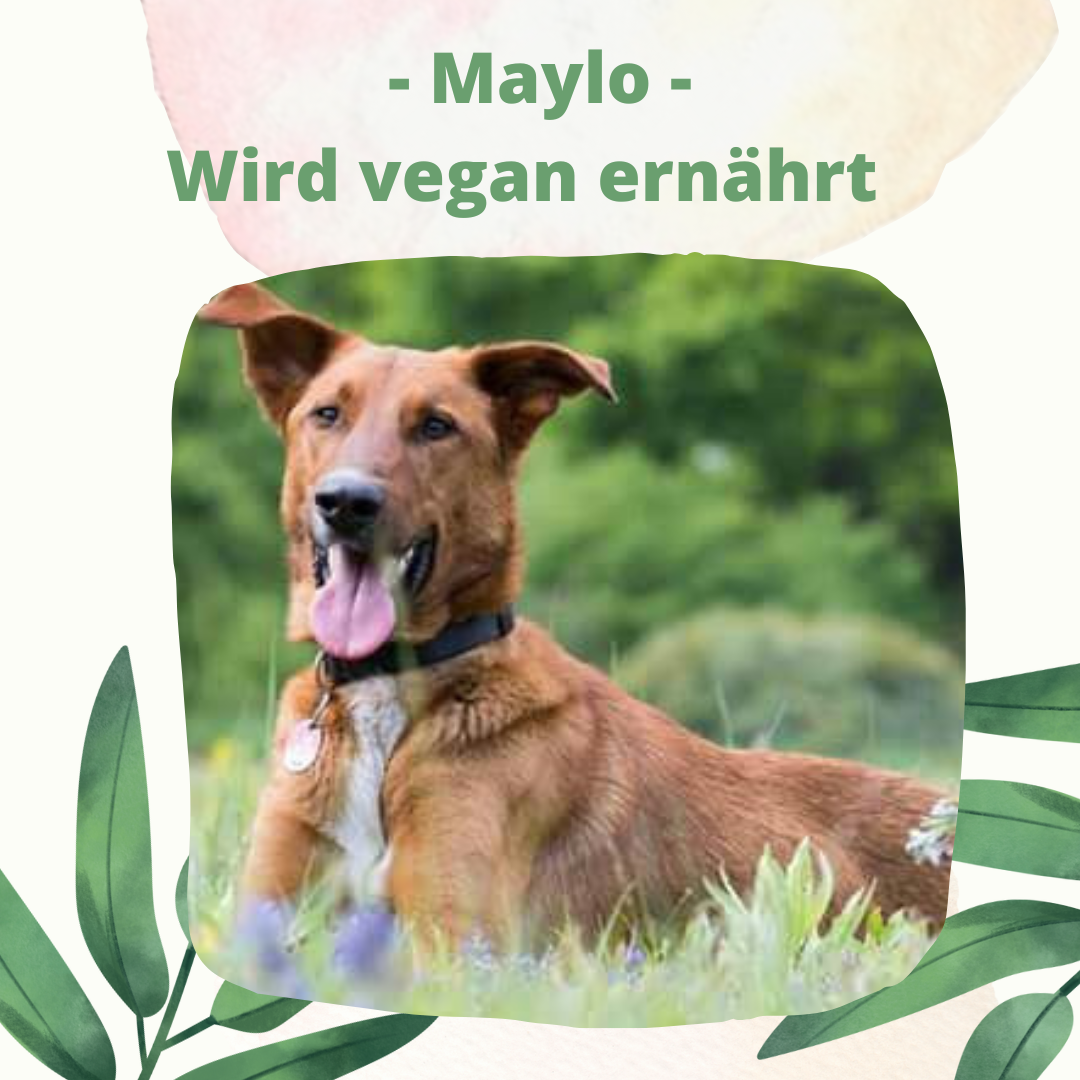 Bild: Fröhlicher Hund wird vegan ernährt