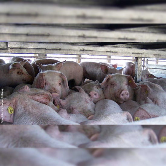 Schweine in einem überfüllten Transporter