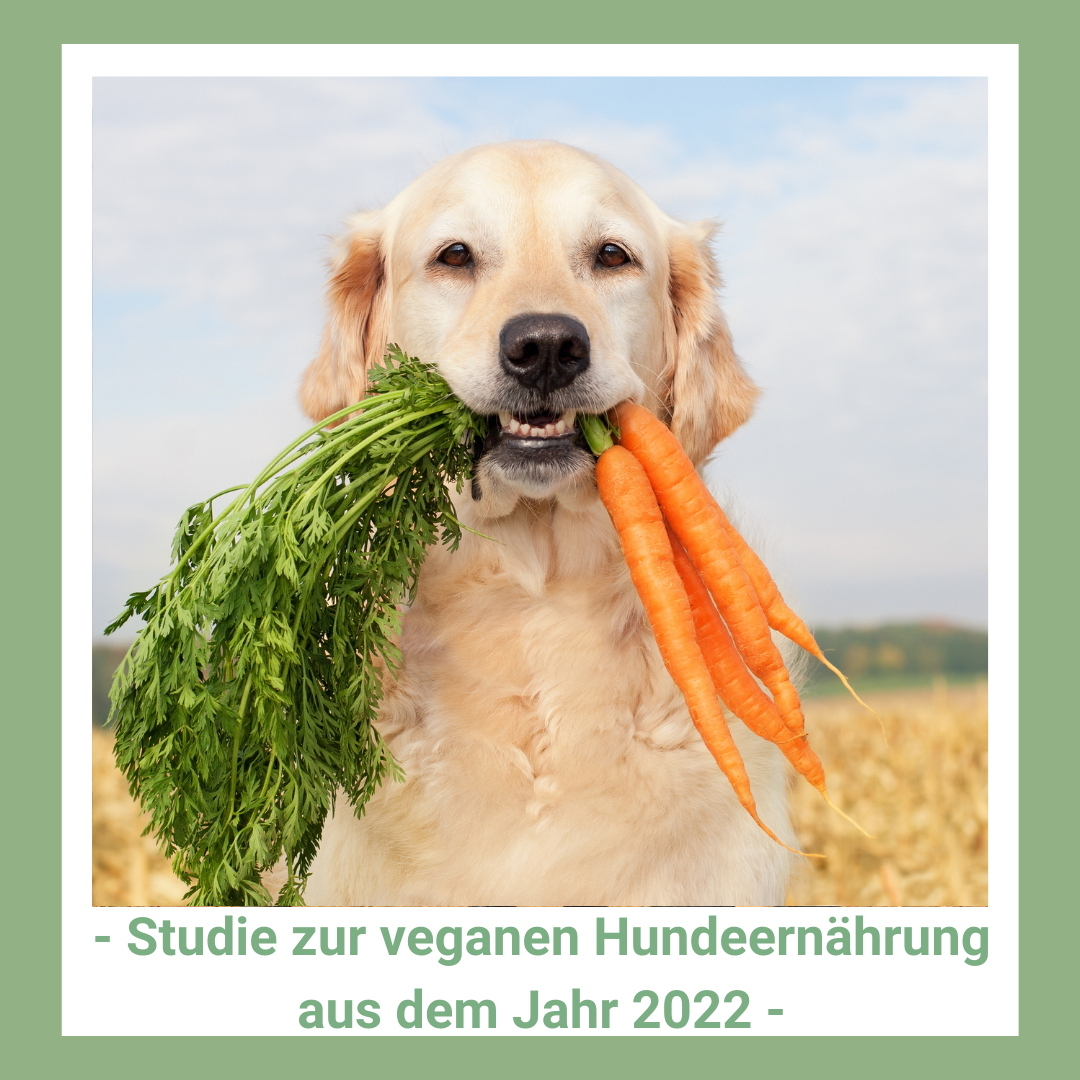 Bild: Fröhlicher Hund hält frische Karotten im Mund