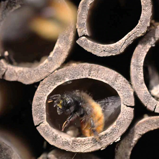How to: Wildbienen schützen