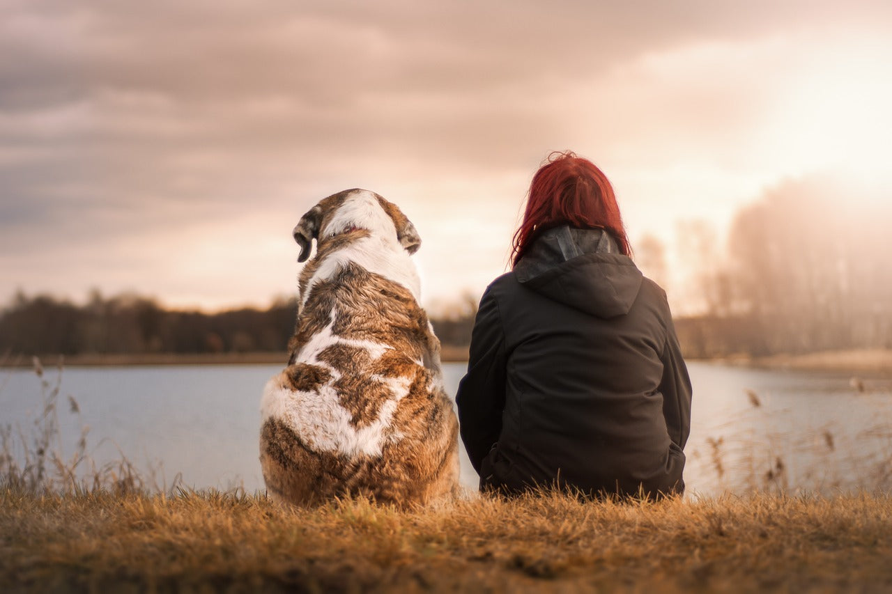 Was sind die ethischen Argumente für vegane Katzen- und Hundeernährung?