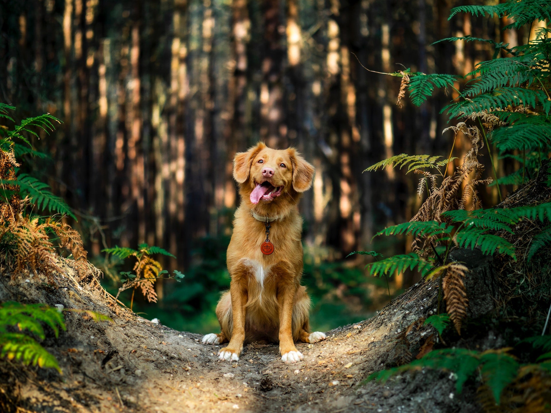 Gesunde Vorteile der veganen Hundenahrung: Von der Allergiebekämpfung bis hin zu ethischen Überlegungen