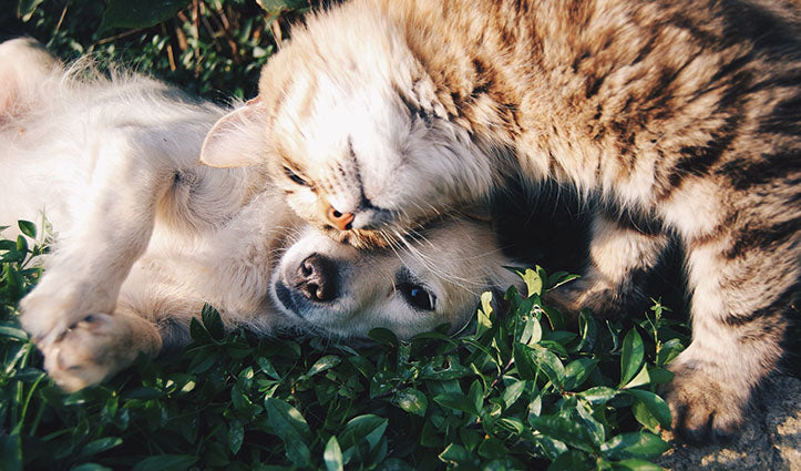 Es ist Zeit, mit den Vorurteilen zur veganen Ernährung von Hunden & Katzen aufzuräumen!