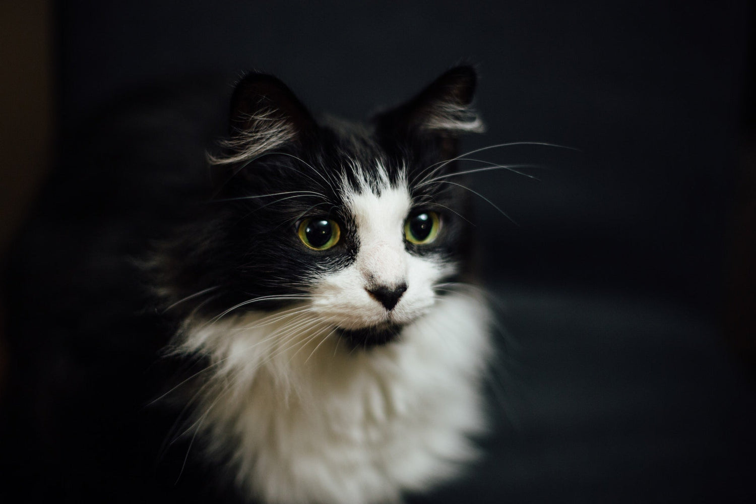 Die Auswirkungen pflanzlicher Ernährung auf Katzen: Neue Einblicke einer großangelegten Studie
