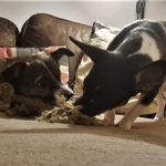 2 Hunde, die mit einem veganen Spielzeug von VIERGLÜCK spielen