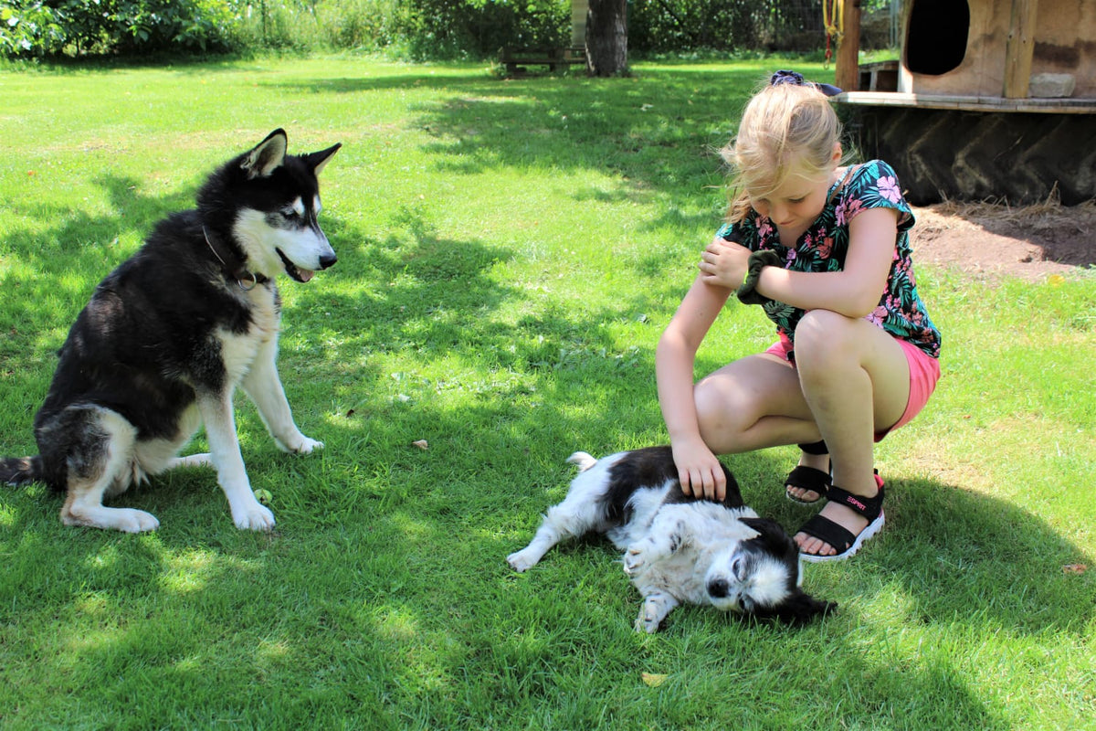 Ein Mädchen mit 2 Hunden auf einer Wiese
