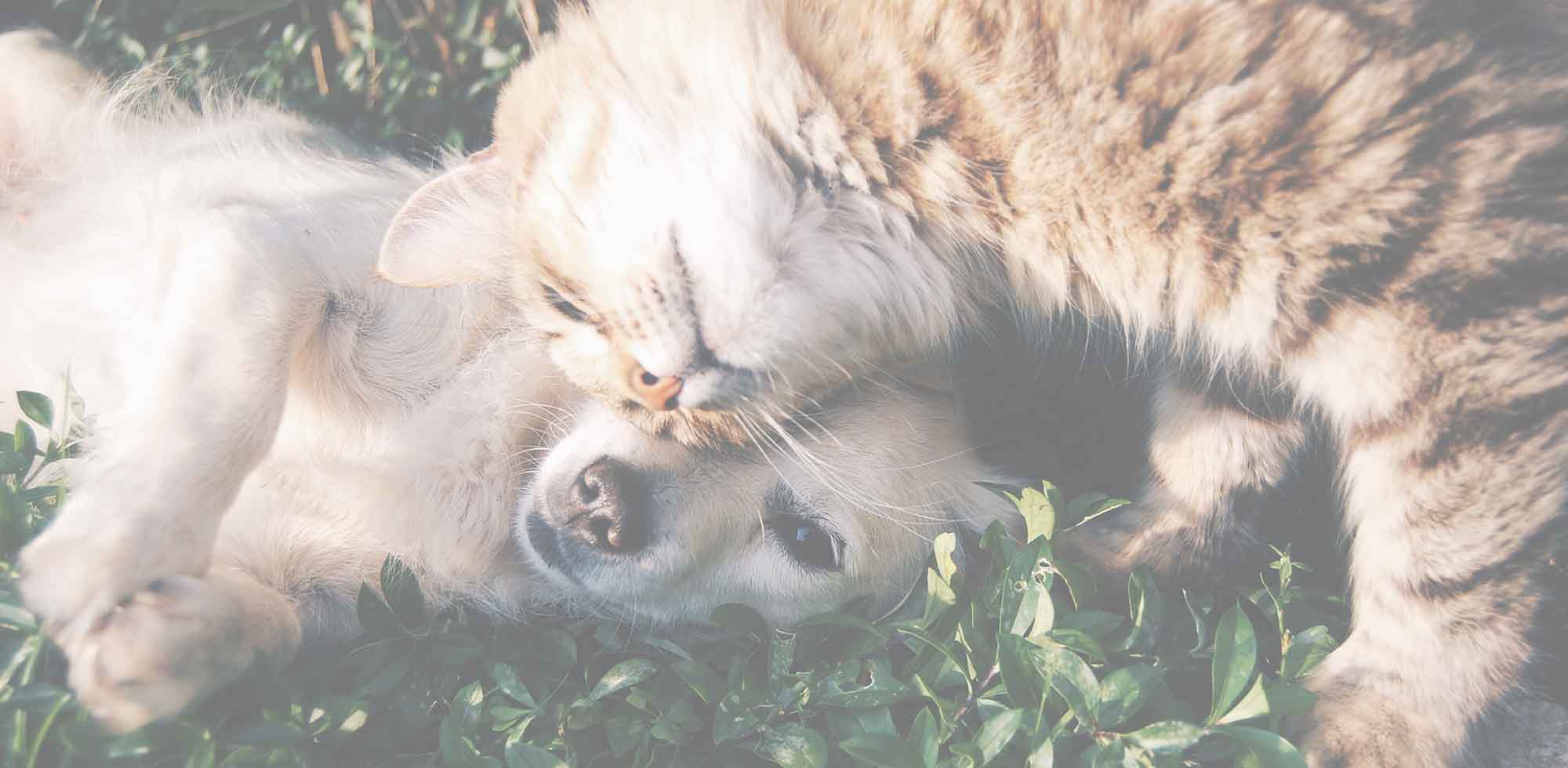 Hund und Katze spielen auf einer Wiese