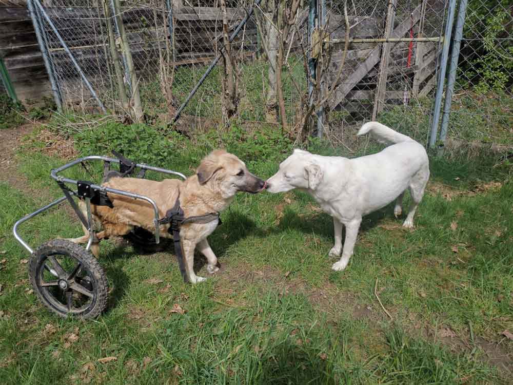 2 Hunde begrüßen sich, ein Hund läuft mit einer Hinterbeinprothese