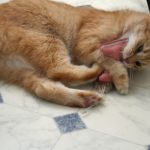 Katze, die mit einem veganen Spielzeug von Vierglück spielt