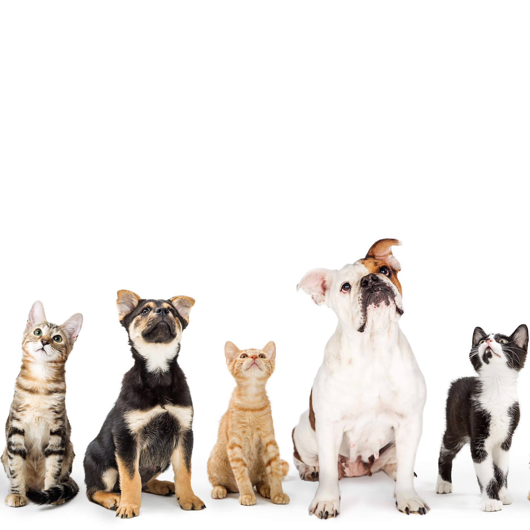 Eine Gruppe von Hunden und Katzen verschiedener Rassen vor einem weißen Hintergrund