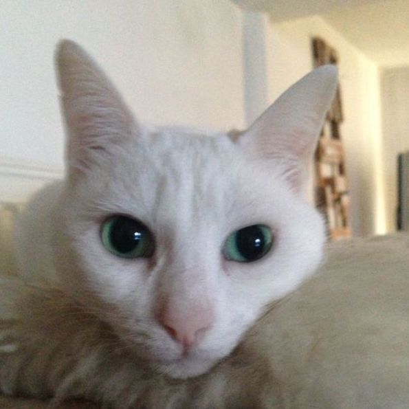 Foto von einer weißen Katze